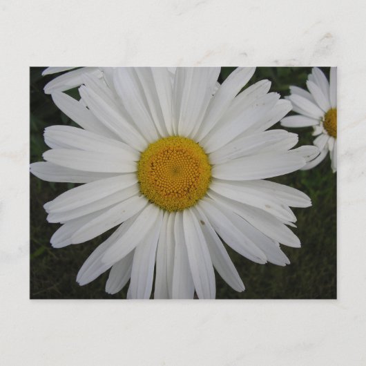 Marguerite Briefkaart (Voorkant)