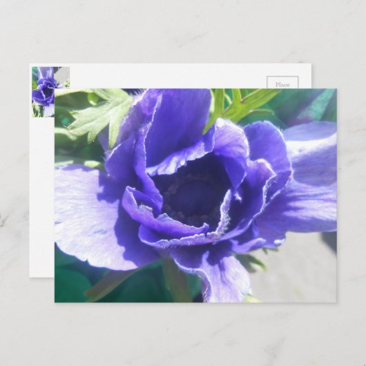 Marguerite Briefkaart (Voorkant / Achterkant)