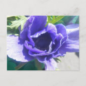 Marguerite Briefkaart (Voorkant)