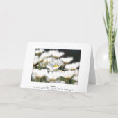 Marguerite Daisy Card Kaart (Achterkant)