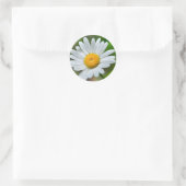 Marguerite-wild-flower426 WILDFLOWERS DAISY SPRIN Ronde Sticker (Tas)
