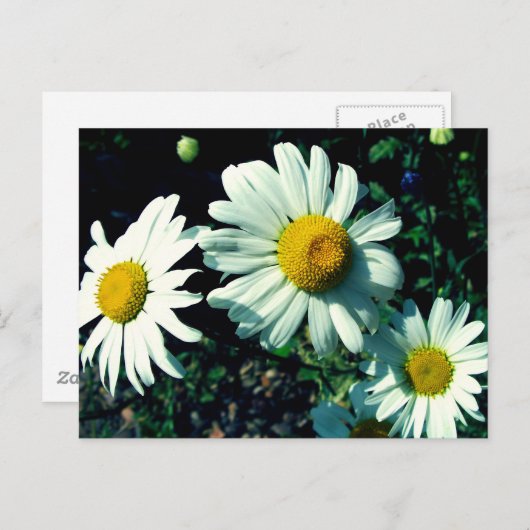 Marguerites Briefkaart (Voorkant / Achterkant)
