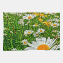 margueriteveld in het voorjaar