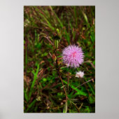 Maria-fecha-a-porta 1 poster (Voorkant)