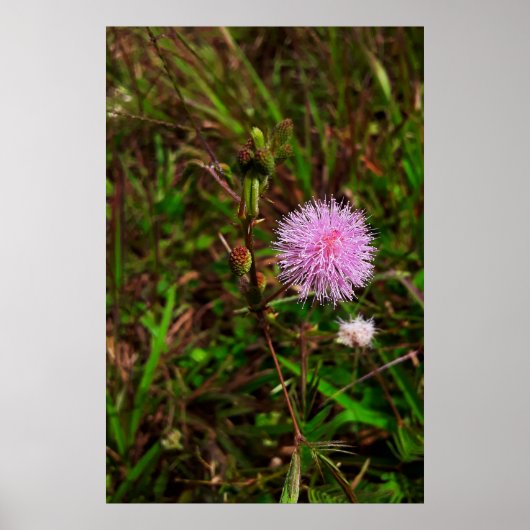 Maria-fecha-a-porta 1 poster (Voorkant)