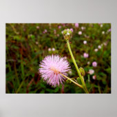 Maria-fecha-a-porta 2 poster (Voorkant)