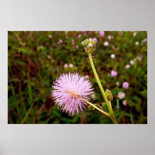 Maria-fecha-a-porta 2 poster (Voorkant)