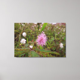 Maria fecha a porta  - Campo Canvas Afdruk