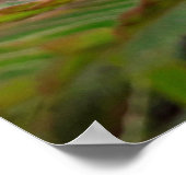 Maria fecha a porta  - Campo Poster (Hoek)