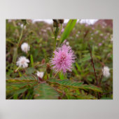 Maria fecha a porta  - Campo Poster (Voorkant)