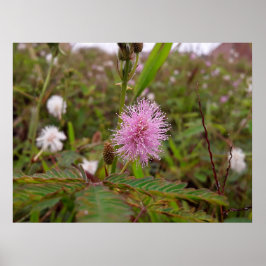 Maria fecha a porta  - Campo Poster