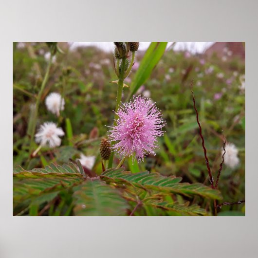Maria fecha a porta  - Campo Poster (Voorkant)