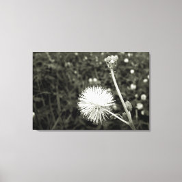 Maria fecha a porta  - Com Broto Canvas Afdruk