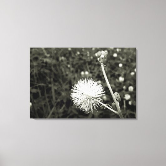 Maria fecha a porta  - Com Broto Canvas Afdruk (Voorkant)