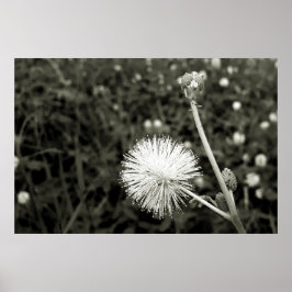 Maria fecha a porta  - Com Broto Poster