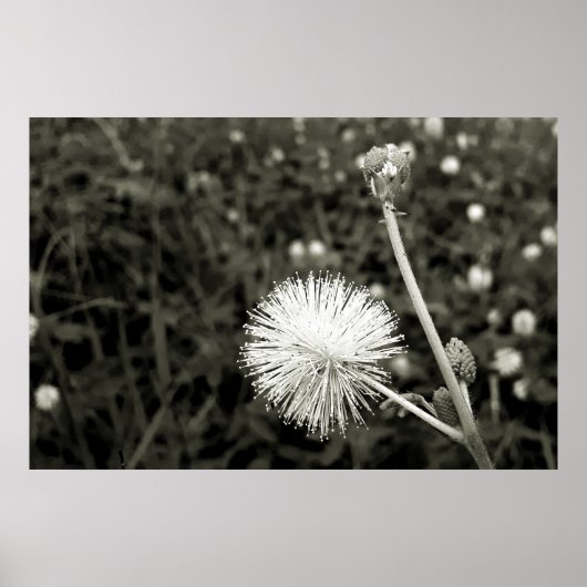 Maria fecha a porta  - Com Broto Poster (Voorkant)