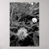 Maria-fecha-a-porta CONTRASTE Poster (Voorkant)