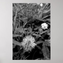 Maria-fecha-a-porta CONTRASTE Poster