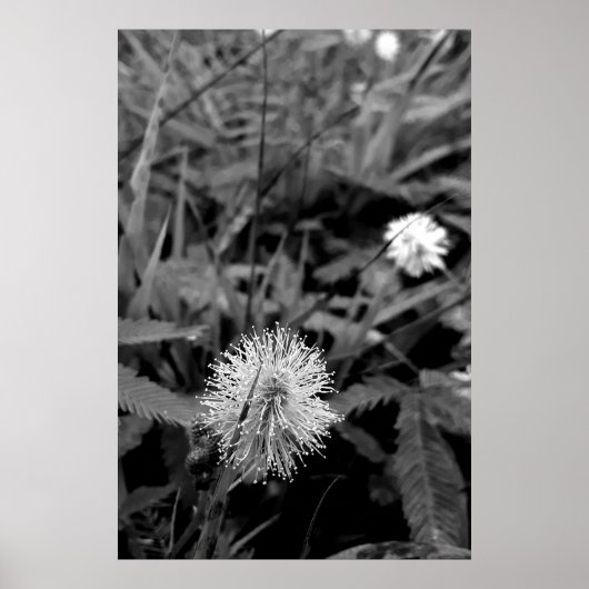 Maria-fecha-a-porta CONTRASTE Poster (Voorkant)