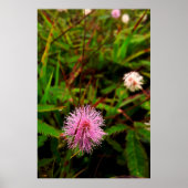 Maria-fecha-a-porta - intenso poster (Voorkant)