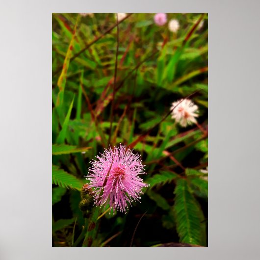 Maria-fecha-a-porta - intenso poster (Voorkant)