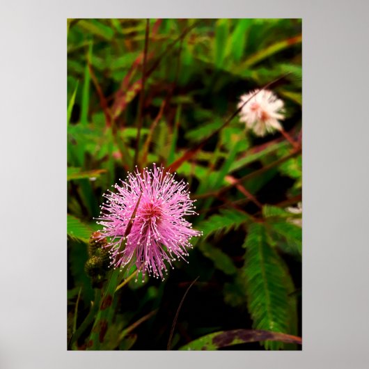 Maria-fecha-a-porta lilas poster (Voorkant)