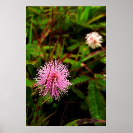 Maria-fecha-a-porta lilas poster