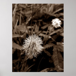 Maria-fecha-a-porta old poster