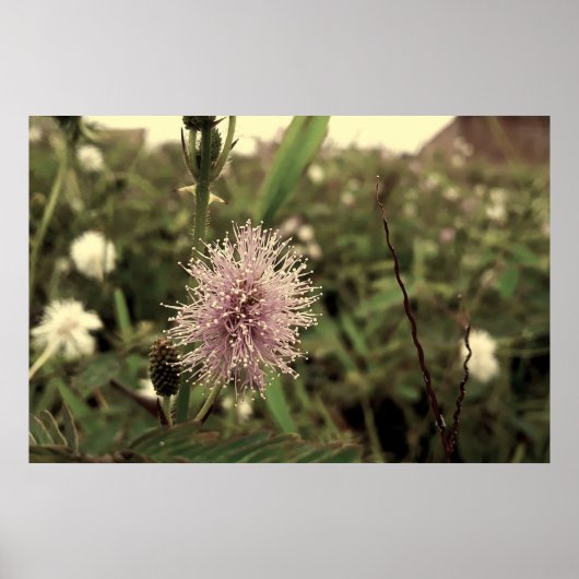 Maria-fecha-a-porta - OLD Poster (Voorkant)