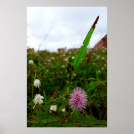 Maria-fecha-a-porta - ORIGINAL Poster