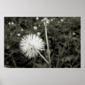 Maria-fecha-a-porta - p&b poster (Voorkant)