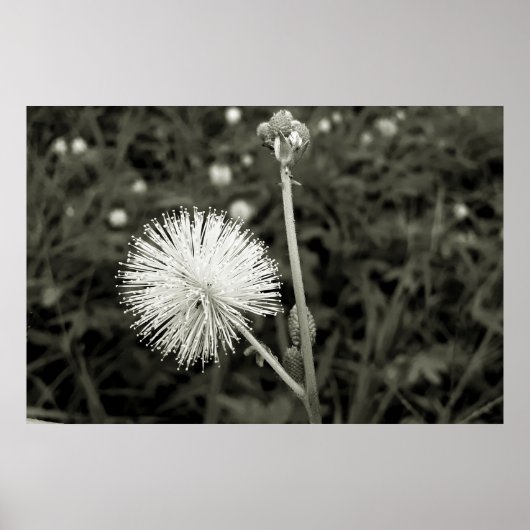 Maria-fecha-a-porta - p&b poster (Voorkant)