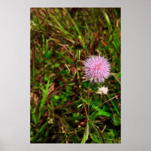 Maria-fecha-a-porta Poster (Voorkant)