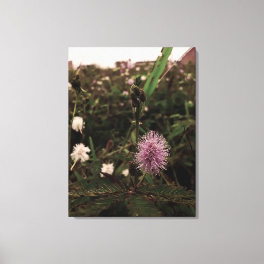 Maria-fecha-a-porta - ROSA Canvas Afdruk (Voorkant)