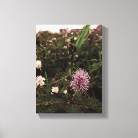 Maria-fecha-a-porta - ROSA Canvas Afdruk (Voorkant)