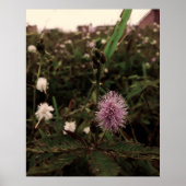 Maria-fecha-a-porta - ROSA Poster (Voorkant)