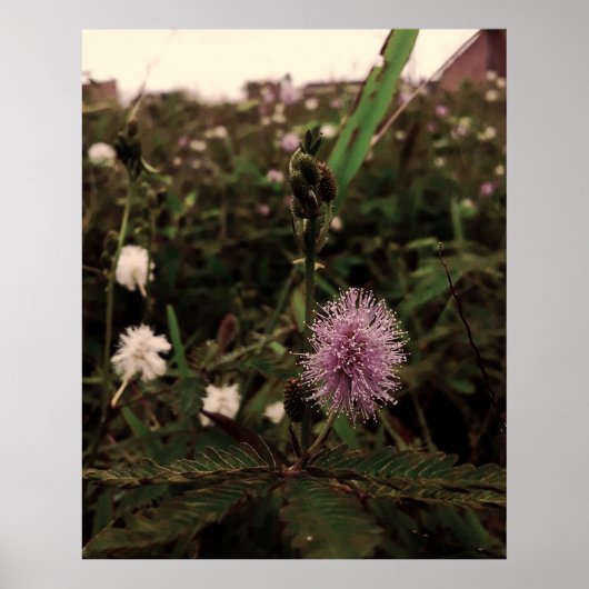 Maria-fecha-a-porta - ROSA Poster (Voorkant)