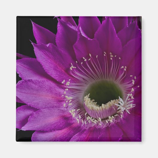 Maria Piazza blooms Magneet (Voorkant)