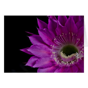 Maria Piazza Cactus flower in bloom