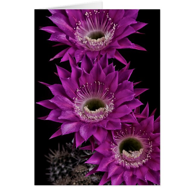 Maria Piazza naar het derde (Voorkant)