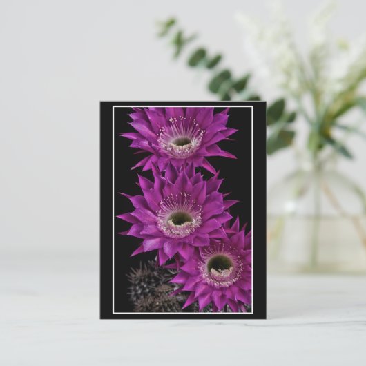 Maria Piazza naar het derde Briefkaart (Staand voorkant)