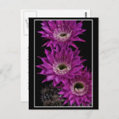 Maria Piazza naar het derde Briefkaart (Voorkant / Achterkant)