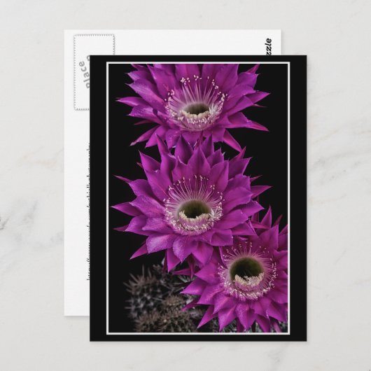 Maria Piazza naar het derde Briefkaart (Voorkant / Achterkant)