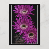 Maria Piazza naar het derde Briefkaart (Voorkant)