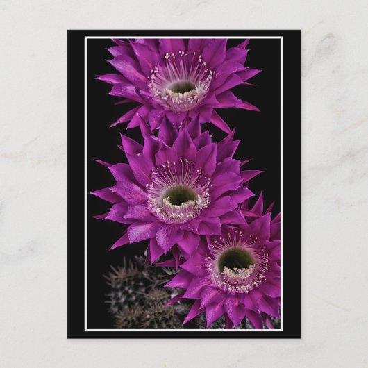 Maria Piazza naar het derde Briefkaart (Voorkant)