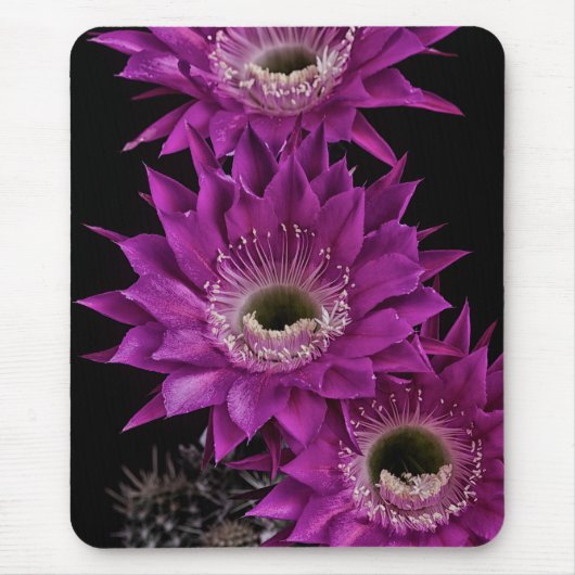 Maria Piazza naar het derde Muismat (Voorkant)