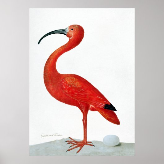 Maria Sibylla Merian Scarlet Ibis met eieren Poster (Voorkant)
