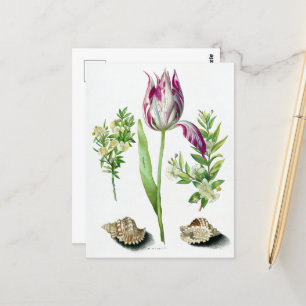 Maria Sibylla Merian Tulip, twee takken van Myrtl Briefkaart