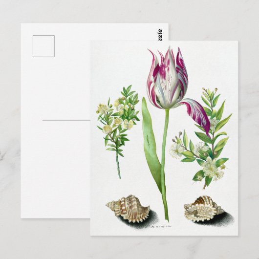 Maria Sibylla Merian Tulip, twee takken van Myrtl Briefkaart (Voorkant / Achterkant)