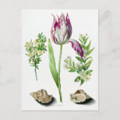 Maria Sibylla Merian Tulip, twee takken van Myrtl Briefkaart (Voorkant)